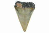 Fossil Broad-Toothed Mako Shark Tooth - North Carolina #272964-1